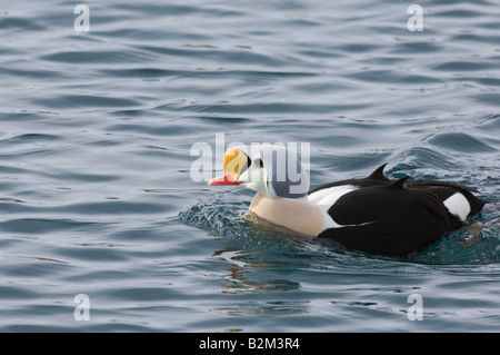 Re Eider Somateria spectabilis maschio close up Foto Stock