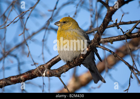 Pine Grosbeak Pinicola enucleator femmina in betulla Foto Stock