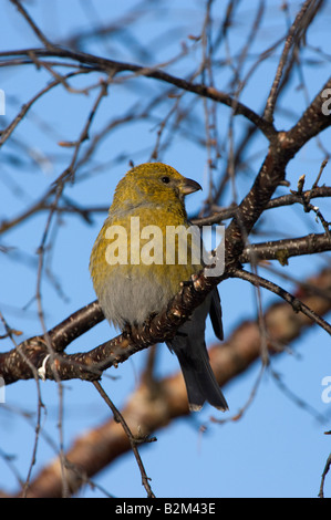 Pine Grosbeak Pinicola enucleator femmina in betulla Foto Stock