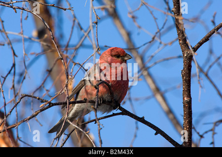 Pine Grosbeak Pinicola enucleator maschio in betulla Foto Stock