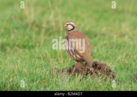 Red pernici Alectoris rufa in piedi in un campo Foto Stock