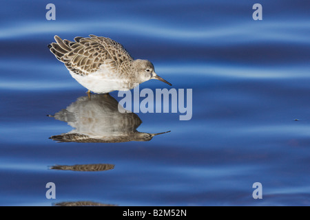 Ruff Philomachus pugnax maschio nel piumaggio invernale in piedi in acqua blu Foto Stock