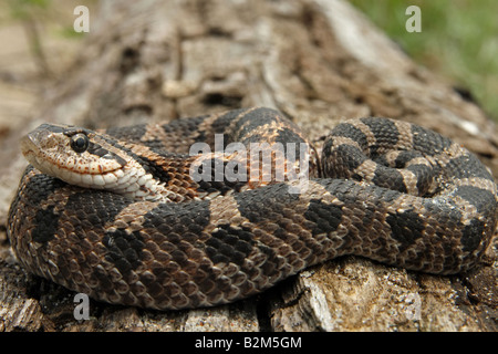 Porco orientale-serpente dal naso in Ontario, Canada Foto Stock