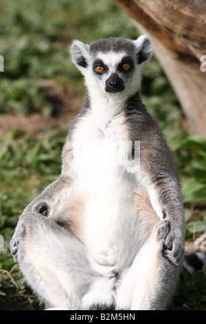 L'anello tailed Lemur Lemur catta Foto Stock