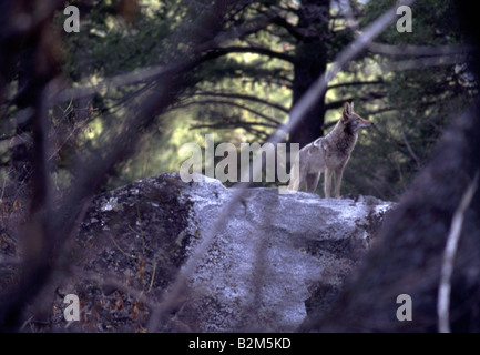 Coyote Prairie Wolf Pack paese indietro la fauna selvatica Foto Stock