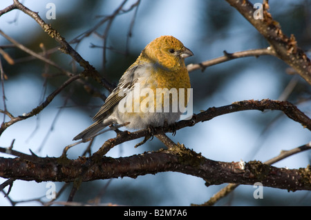 Pine Grosbeak Pinicola enucleator femmina in betulla Foto Stock