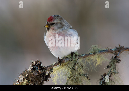 Arctic Redpol Carduelis hornemanni Foto Stock