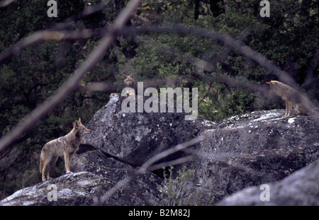 Coyote Prairie Wolf Pack paese indietro la fauna selvatica Foto Stock