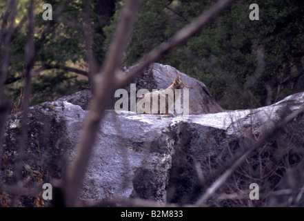 Coyote Prairie Wolf Pack paese indietro la fauna selvatica Foto Stock