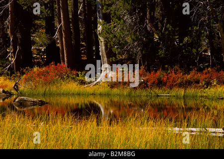 Cespugli di mirtilli aggiungi un tocco di rosso per le sponde del lago siesta fuori la Highway 120 il Tioga Pass nel Parco Nazionale di Yosemite Foto Stock