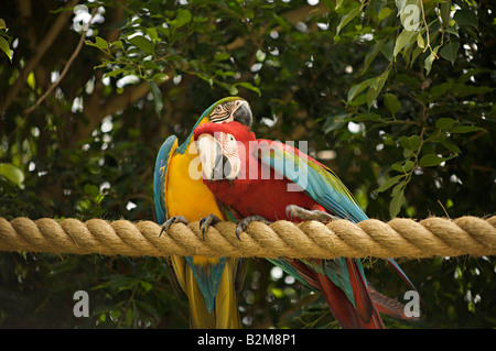 Due pappagalli macaw al Graeme Hall Nature Sanctuary, Barbados Foto Stock