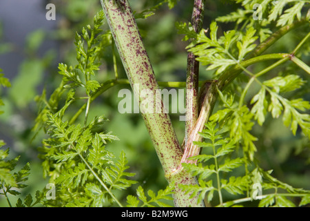 La cicuta peduncolo e lascia Conium maculatum Foto Stock