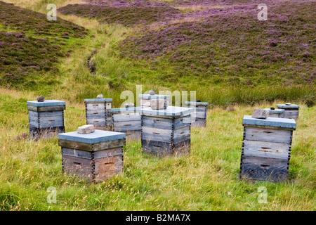 Scottish heather miele api raccolto il nettare da selvatici heather. - Smiths alveari in legno, su heather moors, Cairngorms National Park, Scotland Regno Unito Foto Stock