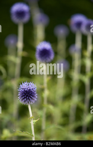 Echinops ritro veitch del blu. Globe thistle fiore in un giardino inglese Foto Stock
