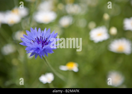 Fiordaliso Blu Foto Stock