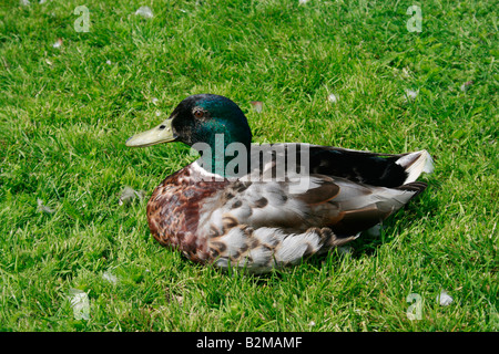 Mallard duck seduto sull'erba Foto Stock