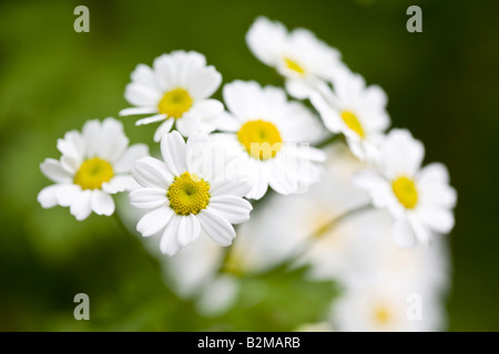 Matricale Tanacetum parthenium Foto Stock