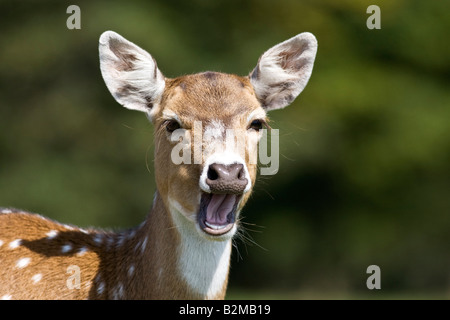 Asse Deer sbadigli Foto Stock