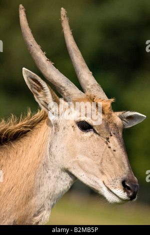 Femmina Eland Taurotragus oryx Foto Stock