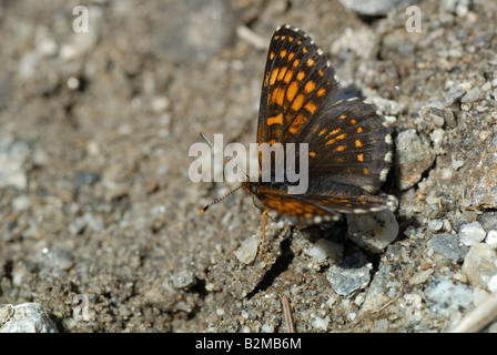 Falso Heath Fritillary (Melitaea diamina) Foto Stock