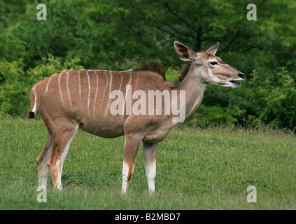 Femmina Kudu maggiore veduta laterale Foto Stock