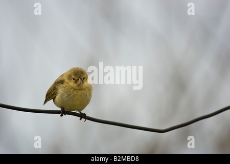 Darwin mezzo Finche Tree Finch Foto Stock