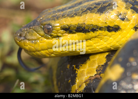 Anaconda giallo Foto Stock