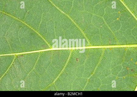 Venature sulla parte inferiore della foglia di Sambucus (comune di sambuco) Foto Stock