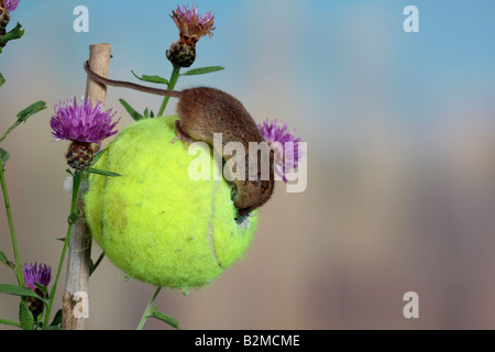 Harvest mouse Micromys minutus Potton Bedfordshire Foto Stock