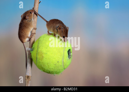 Harvest mouse Micromys minutus Potton Bedfordshire Foto Stock