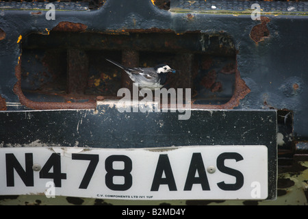 Pied wagtail Motacilla alba yarrellii nido femmina in camion Islay Scozia molla Foto Stock