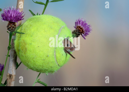 Harvest mouse Micromys minutus nel tennis ballPotton Bedfordshire Foto Stock