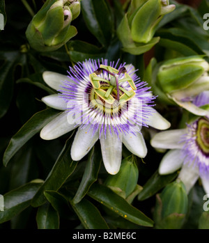 Fiore della passione prese il 3 agosto Foto Stock