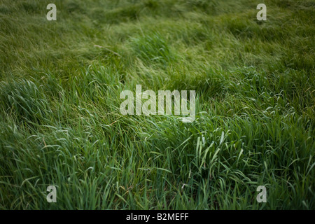 Campo di tall erba verde che scorre nel vento. Foto Stock