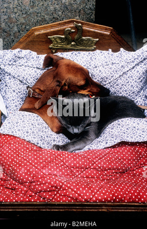 Cane e gatto. Dachshund e gatto domestico in un letto. Amore compagnia e amicizia. Foto Stock