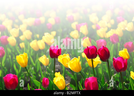 Campo colorato di giallo e viola i tulipani con sbiadito sfondo bianco Foto Stock