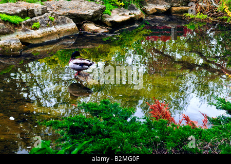 Stagno con pietre naturali in giapponese giardino zen Foto Stock