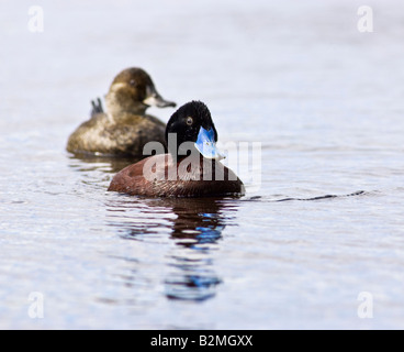 Una femmina blu-fatturati anatra (Oxyura australis) persegue un maschio durante la stagione riproduttiva. Lago di pastore, Perth, Western Australia Foto Stock