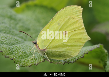 Brimstone Butterfly gonepteryx rhamni maschio a riposo sulla lamina NorfolK Giugno Foto Stock