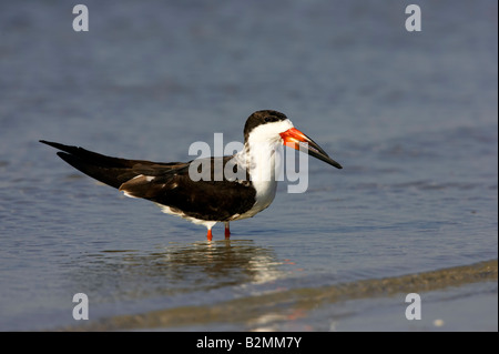 Amerikanischer Scherenschnabel Rynchops niger Skimmer nero Foto Stock