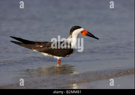 Amerikanischer Scherenschnabel Rynchops niger Skimmer nero Foto Stock