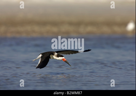 Amerikanischer Scherenschnabel Rynchops niger Skimmer nero Foto Stock