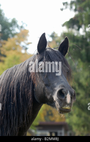 Purosangue arabo cavallo Vollblutpferd Arabisches Foto Stock