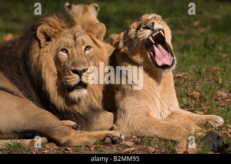 Asiatischer Loewe Panthera leo persica Leone asiatico Foto Stock