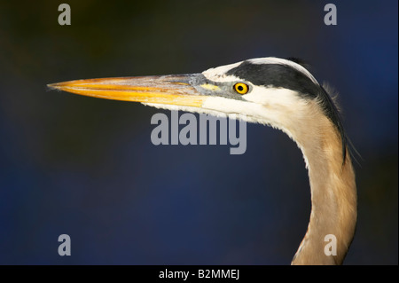 Kanadareiher Ardea erodiade airone blu Sud Venezia Florida USA Foto Stock