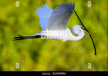 Grande airone bianco Casmerodius Albus volo Foto Stock