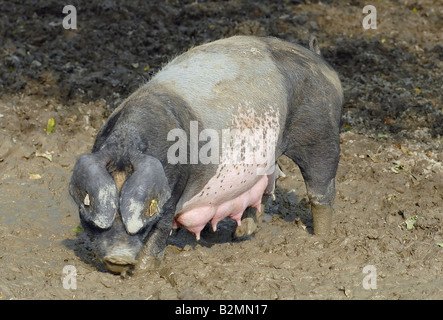 Maiale sveva di suini domestici Schwaebisch Haellisches Landschwein razza tedesca SOW Foto Stock