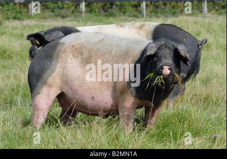 Maiale sveva di suini domestici Schwaebisch Haellisches Landschwein razza tedesca Foto Stock