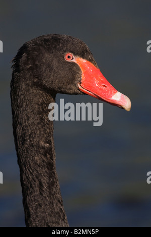 Cigno Nero Cygnus atratus grande ritratto Waterbird Paesi Bassi Foto Stock