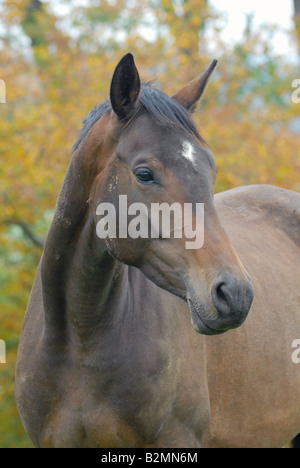 Marrone cavallo Trakehner ritratto allevamento di cavalli Foto Stock